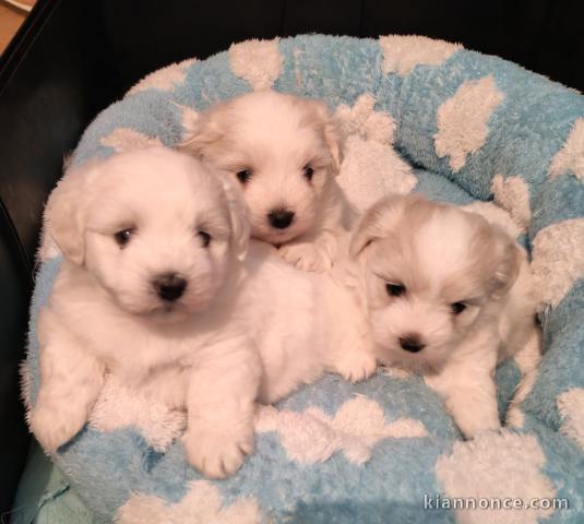 Chiots coton de Tuléar pour adoption 