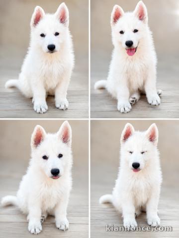 Annonces chiot berger blanc suisse à donner 