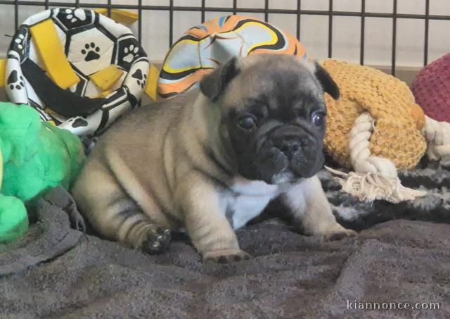Je donne chiot bouledogue français 