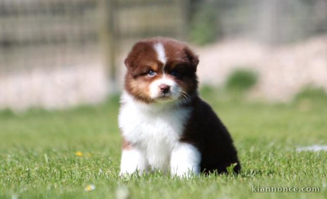 Bébé chiot type berger australien pour adoption 
