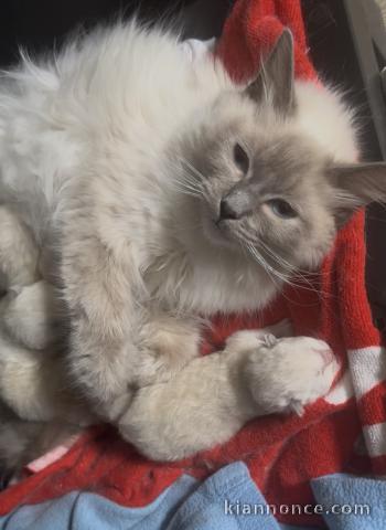 Ragdoll disponible adorable chaton 
