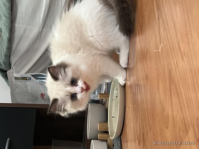 Ragdoll disponible à partir urgent chaton 