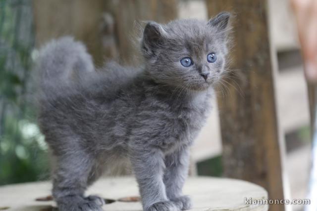 Je donne chaton sibérien disponible 