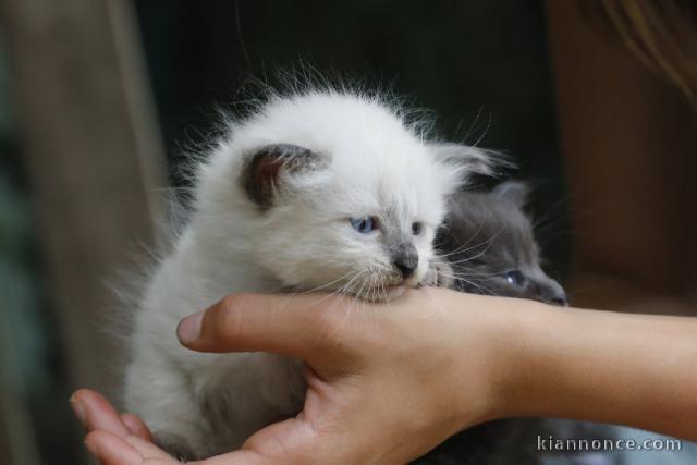 Je donne chaton sibérien à donner 