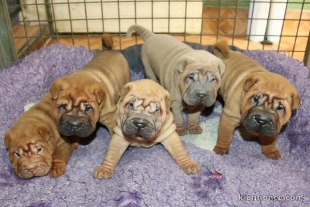 Chiots shar pei pour adoption 