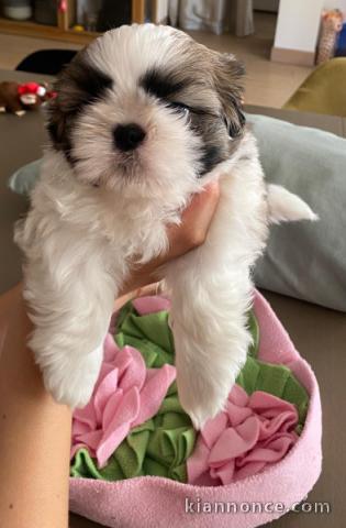 Adoption chiots Shih Tzu disponible 