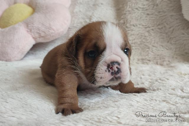 Bébé chiot type bulldog anglais mâle a donner 
