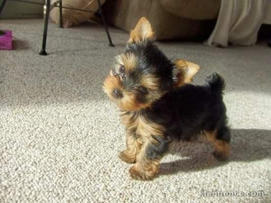 Adorable chiot Yorkshire femelle à cédér 
