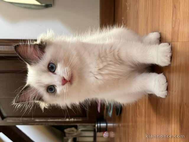 À donner urgent chaton Ragdoll mâle adorable 