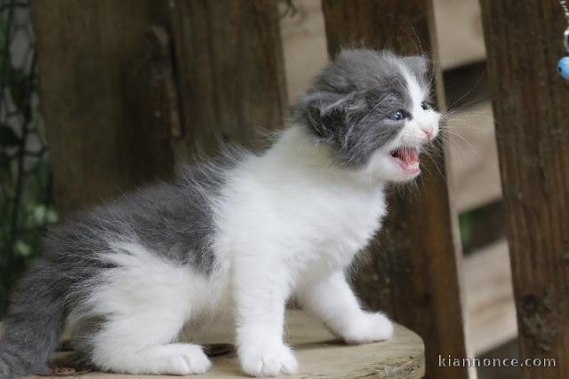 Sibérien adorable chaton 