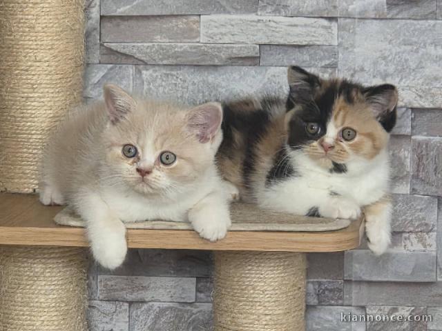 Chatons British Shorthair à donner 