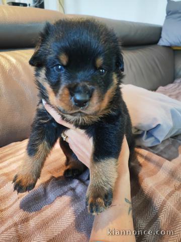 À placer chiot Rottweiler femelle 