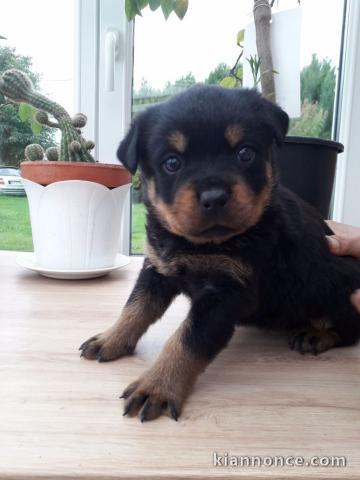 Magnifique chiots Rottweiler disponible 