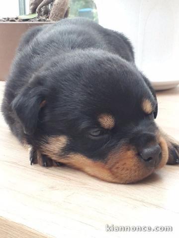 Chiots Rottweiler à placer urgent 