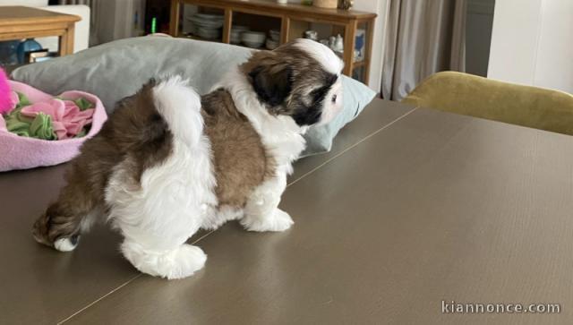 Magnifique chiots Shih Tzu disponible pour adoption 