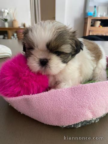 Adorable chiot Shih Tzu à donner 