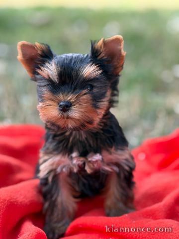 Chiots Yorkshire terrier disponible à partir 
