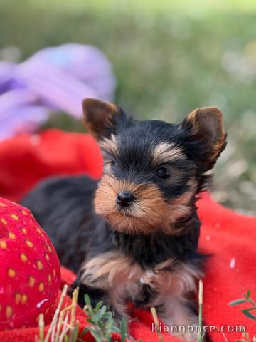 Magnifique chiots Yorkshire pour bonne maman 