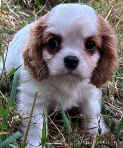 Je donne chiot cavalier king Charles 