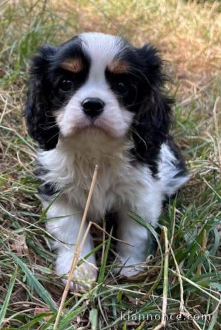 Je donne chiot cavalier king Charles mâle 