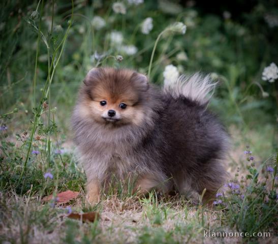 chiots spitz disponible allemand petit taille 