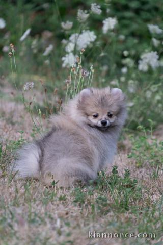 Je donne chiot spitz allemand disponible 