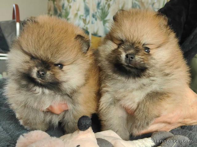 Magnifique chiots spitz allemand pour bonne maman 