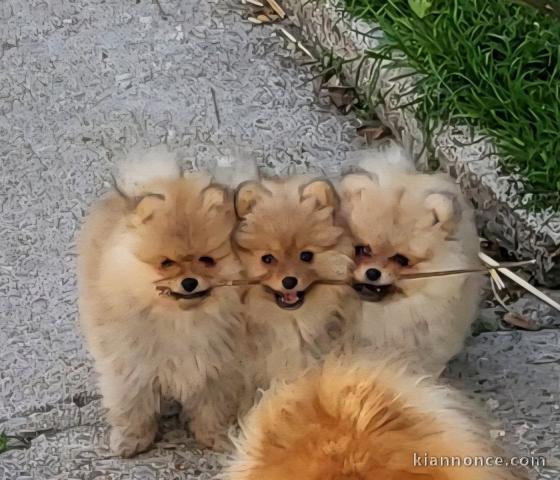Adoption chiots spitz loop disponible 