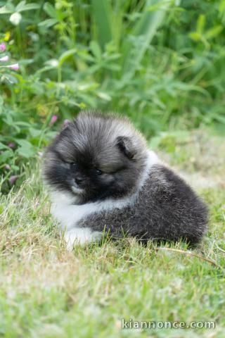 Je donne chiot spitz disponible mâle 