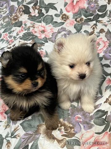 Adorable chiot spitz loop pour adoption urgent 