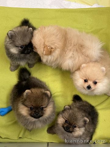 Dons chiots Spitz allemand mâle et femelle 