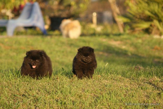 Je donne chiot spitz allemand pour bonne famille 