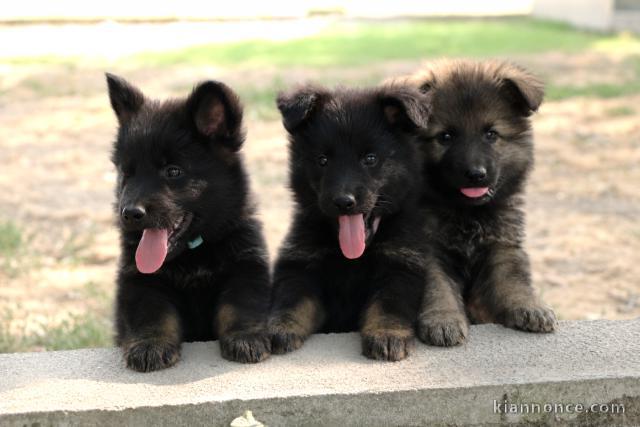 Berger Allemand à donner urgent 