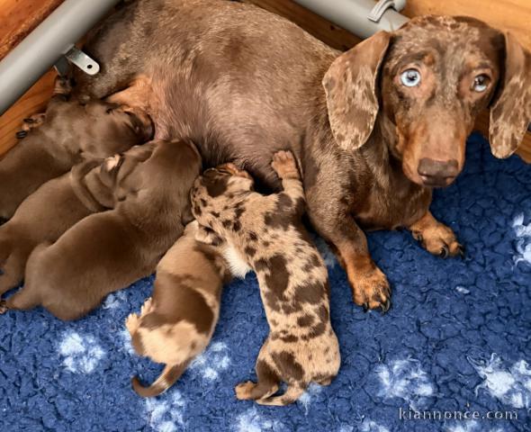 Magnifique chiots teckel arlquin 