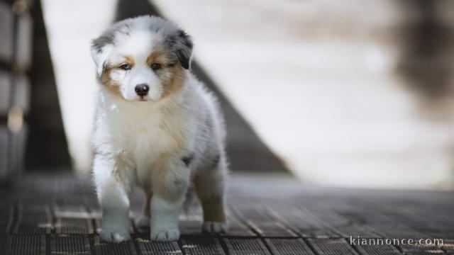 Chiots berger australien pour adoption 