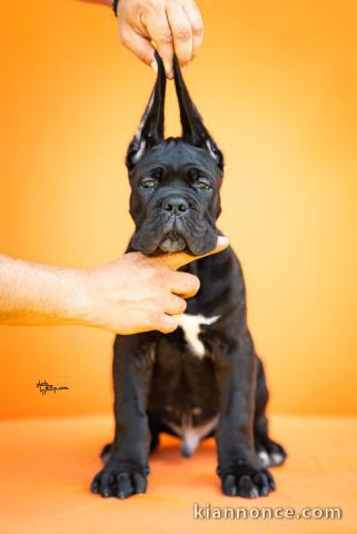 Cane Corso – Magnifiques chiots
