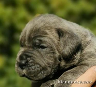 Cane Corso chiots à vendre