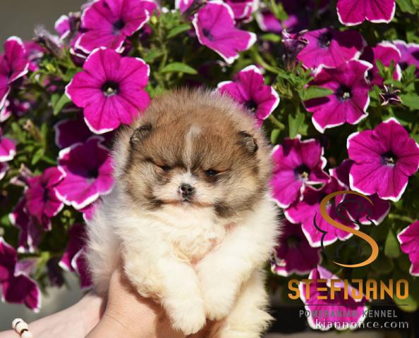 Pomeranian Boo – magnifiques chiots