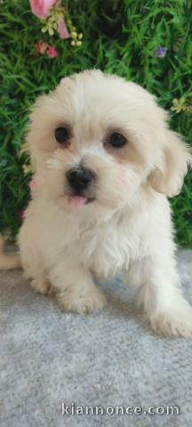 Bichon Maltais – Magnifiques Chiots