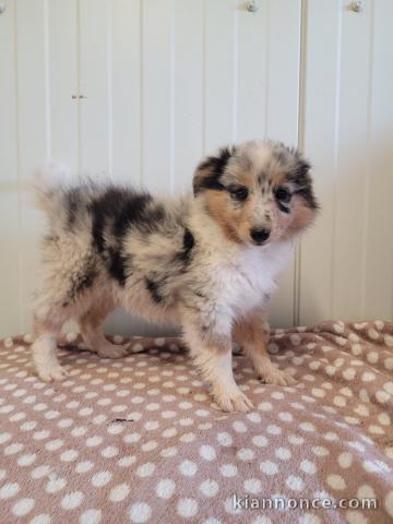 Chiots Shetland Sheepdog a vendre urgent 