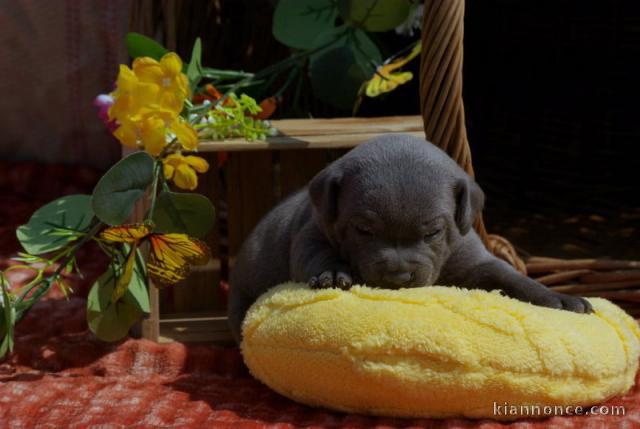Chiot staffie à place disponible 