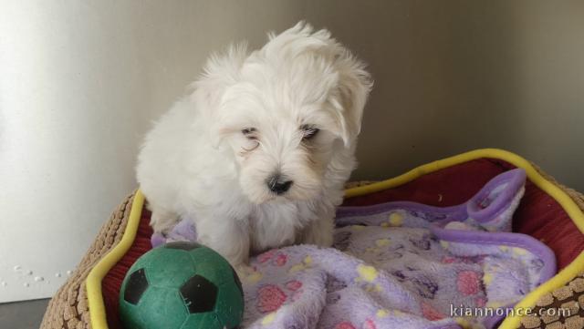 Chiots bichon maltais pour adoption 