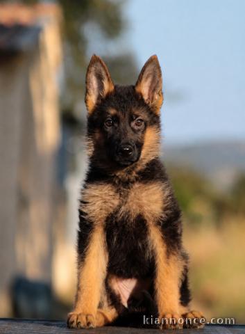 Je donne chiot berger allemand mâle 