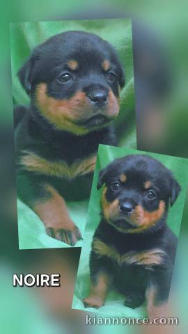 Chiots Rottweiler pour adoption 