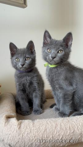 Chatons chartreux disponible pour adoption 