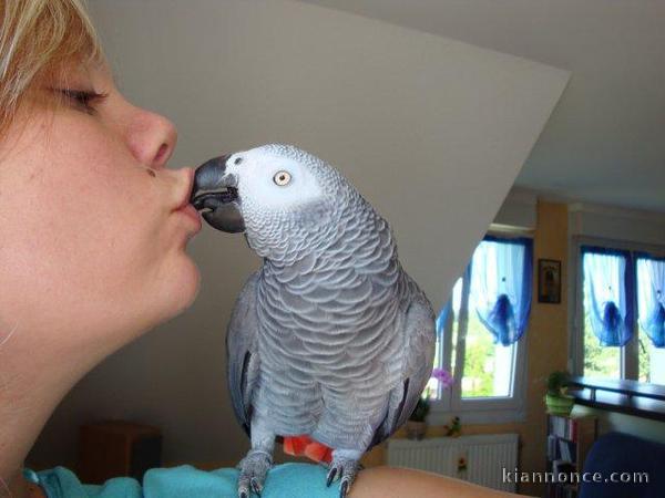 Jolie Couple gris du gabon
