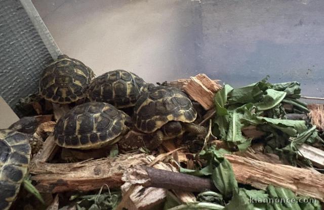 Tortues de terre juvenilles