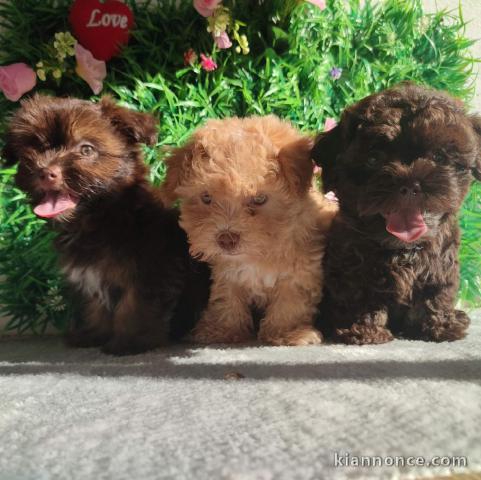 Bolonka Zwetna chiots