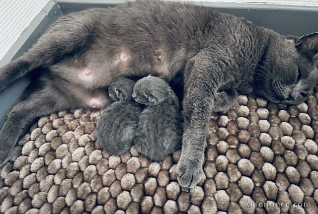 Annonces chaton chartreux disponible 