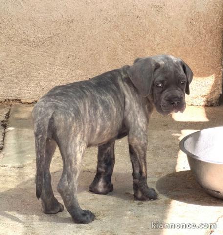 chiots cane Corso disponible pour adoption 
